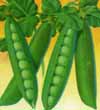 v_peas.jpg